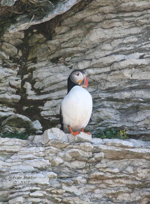 Macareux moine / Atlantic puffin