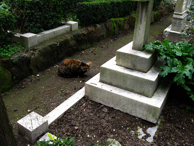 Tortie in the graveyard .. R9771