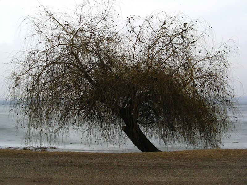 Mantova: Tree and frozen lake ..9700