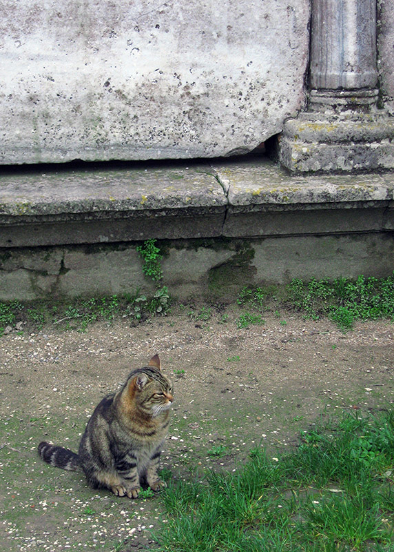 Torcello stripey .. 2867