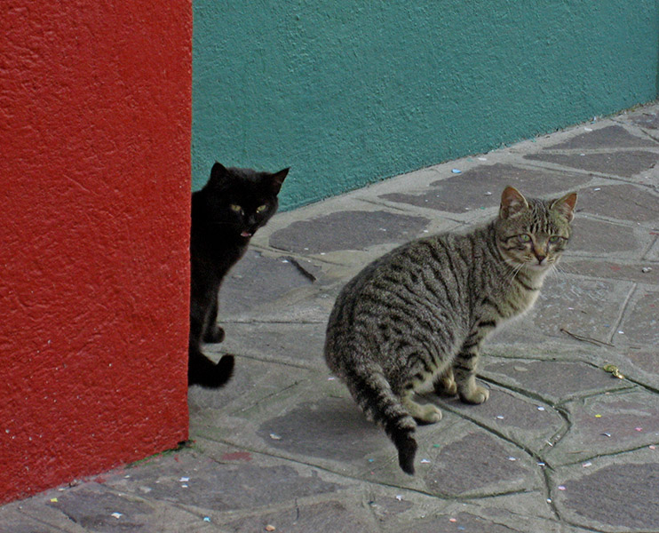 Burano cats, Hello. .. 2920