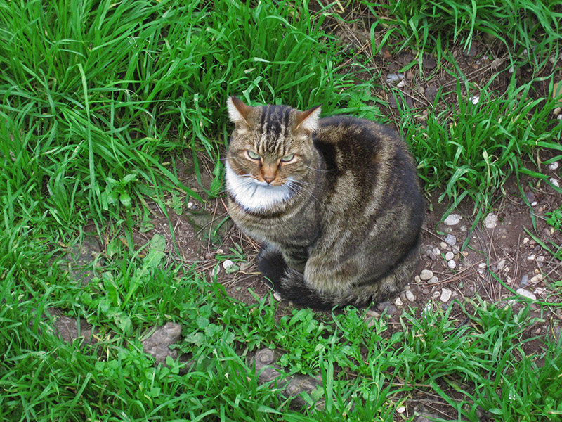 Cat at the Torre Argentina .. 3351