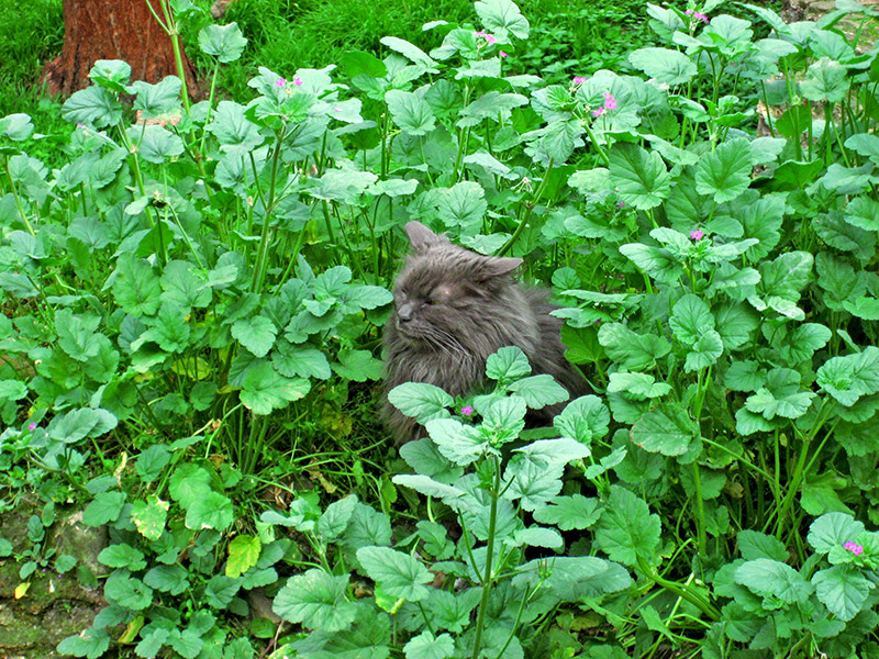 At the Torre Argentina, resting in the weeds .. 3374
