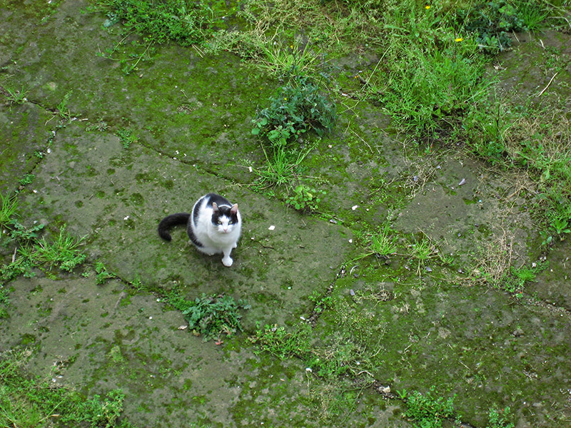 At the Torre Argentina, cat on moss covered stones .. 3626