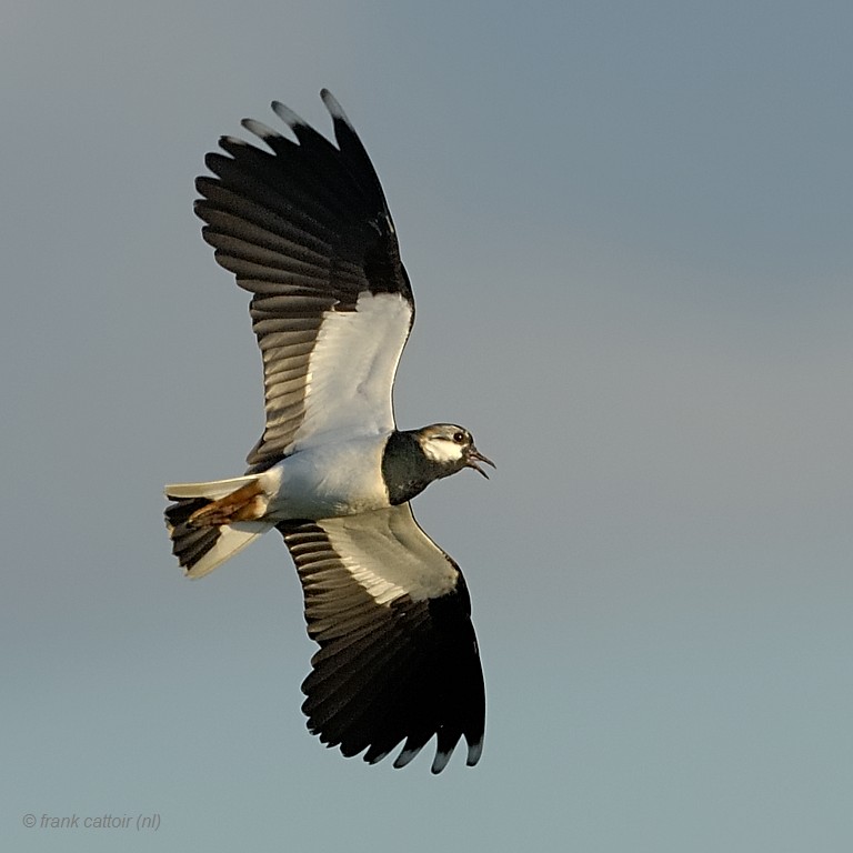 northern lapwing.... kievit