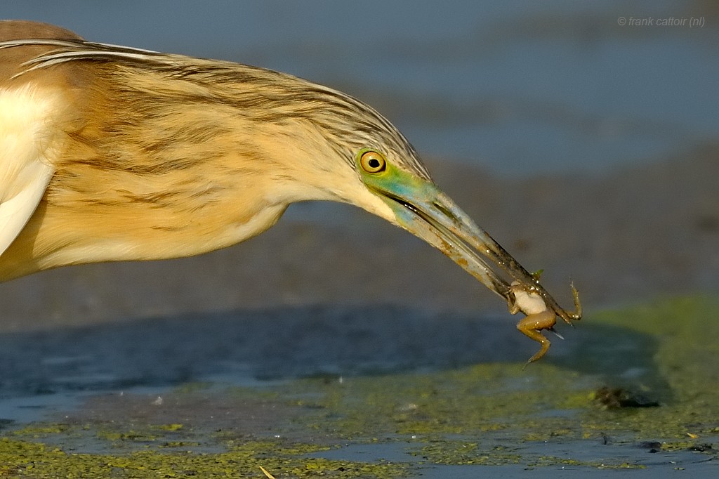 squacco heron.... ralreiger