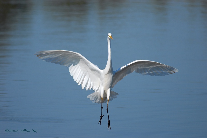great white egret.... grote zilverreiger