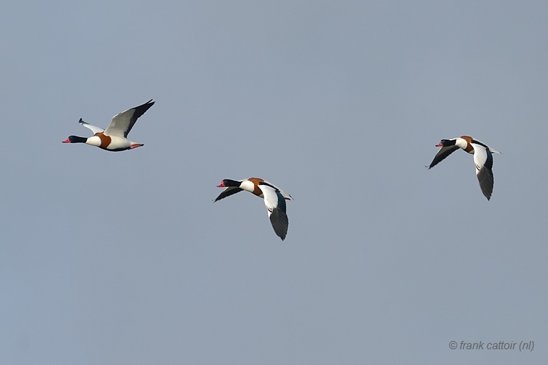 common shelduck.... bergeend