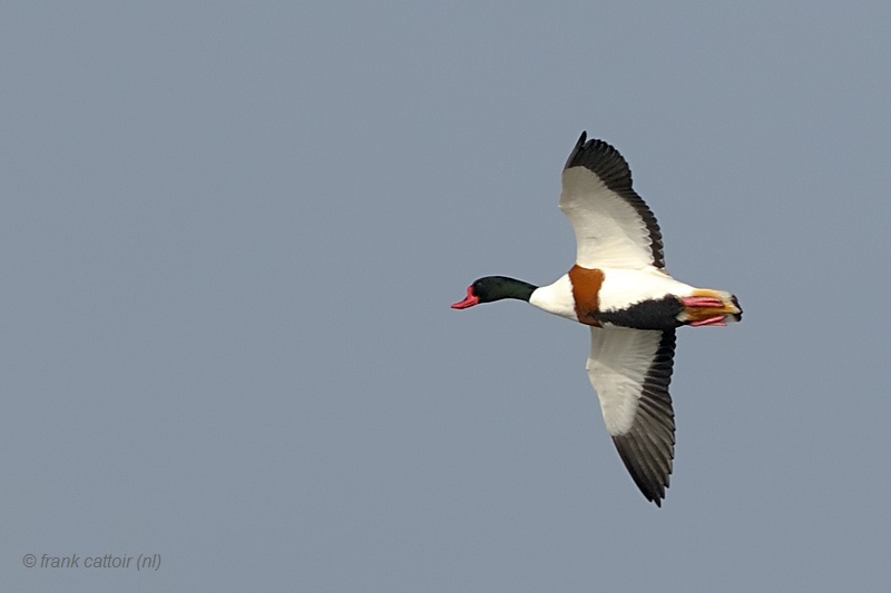 common shelduck.... bergeend