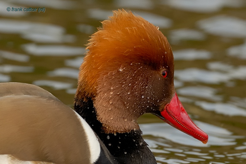 red-crested pochard.... krooneend