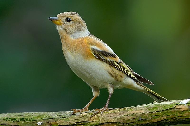 brambling.... keep