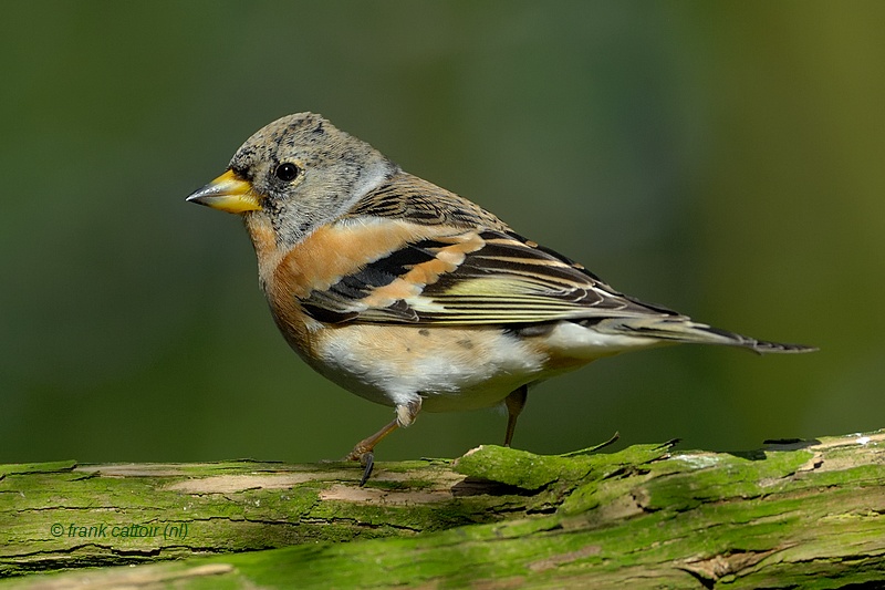brambling.... keep