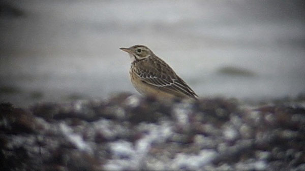 Morups tnge Halland 28.12-05
