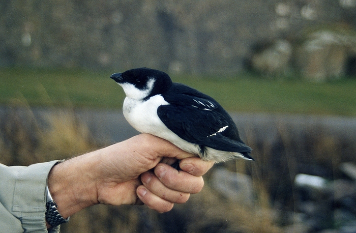  Varberg Halland
