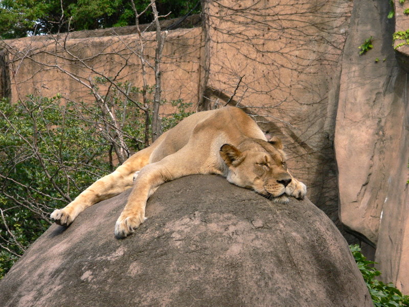 The Lion Sleeps