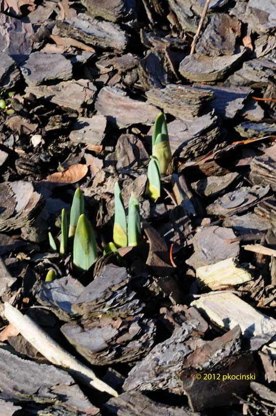 Daffodils Coming Through