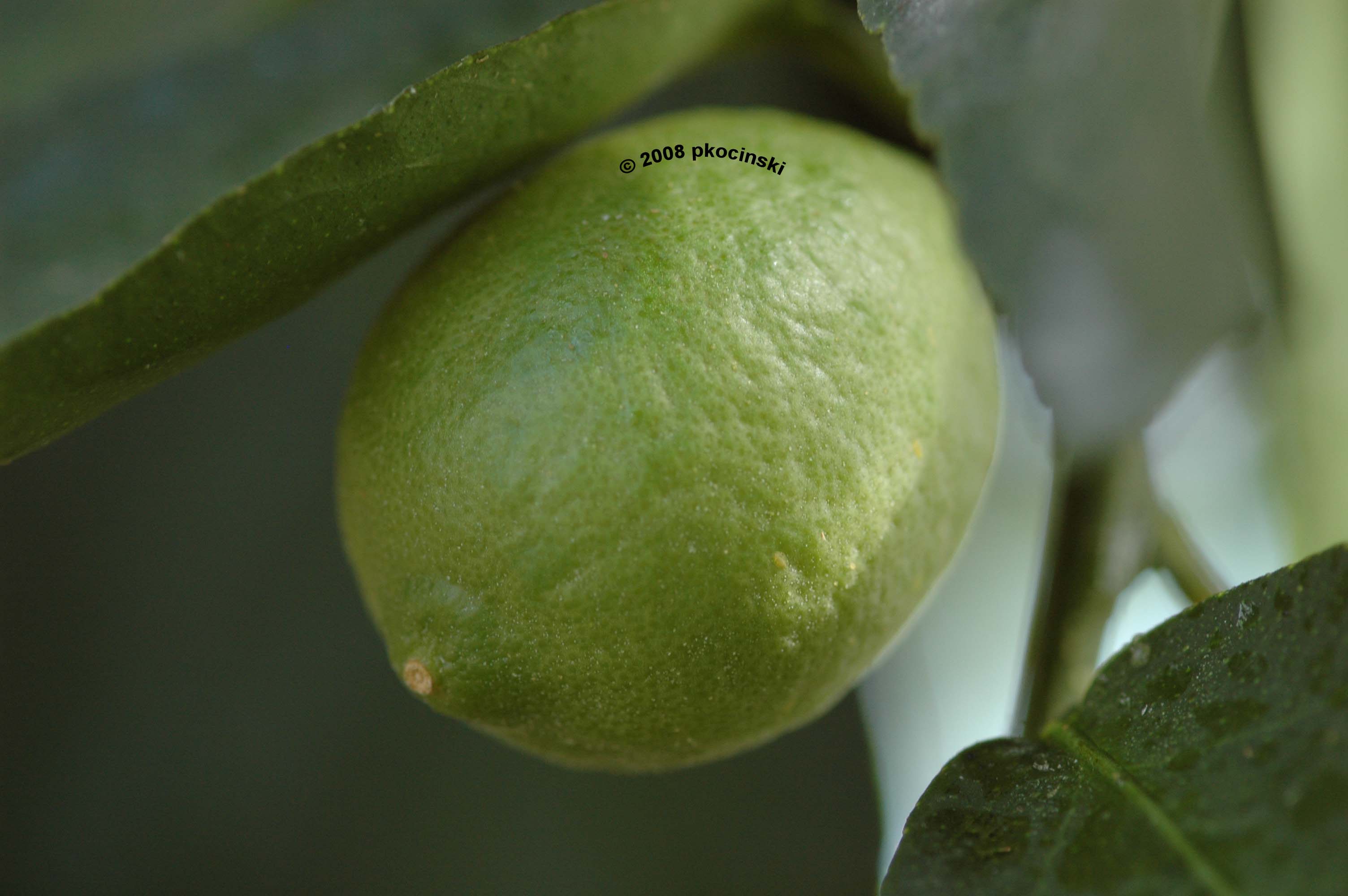 Lime