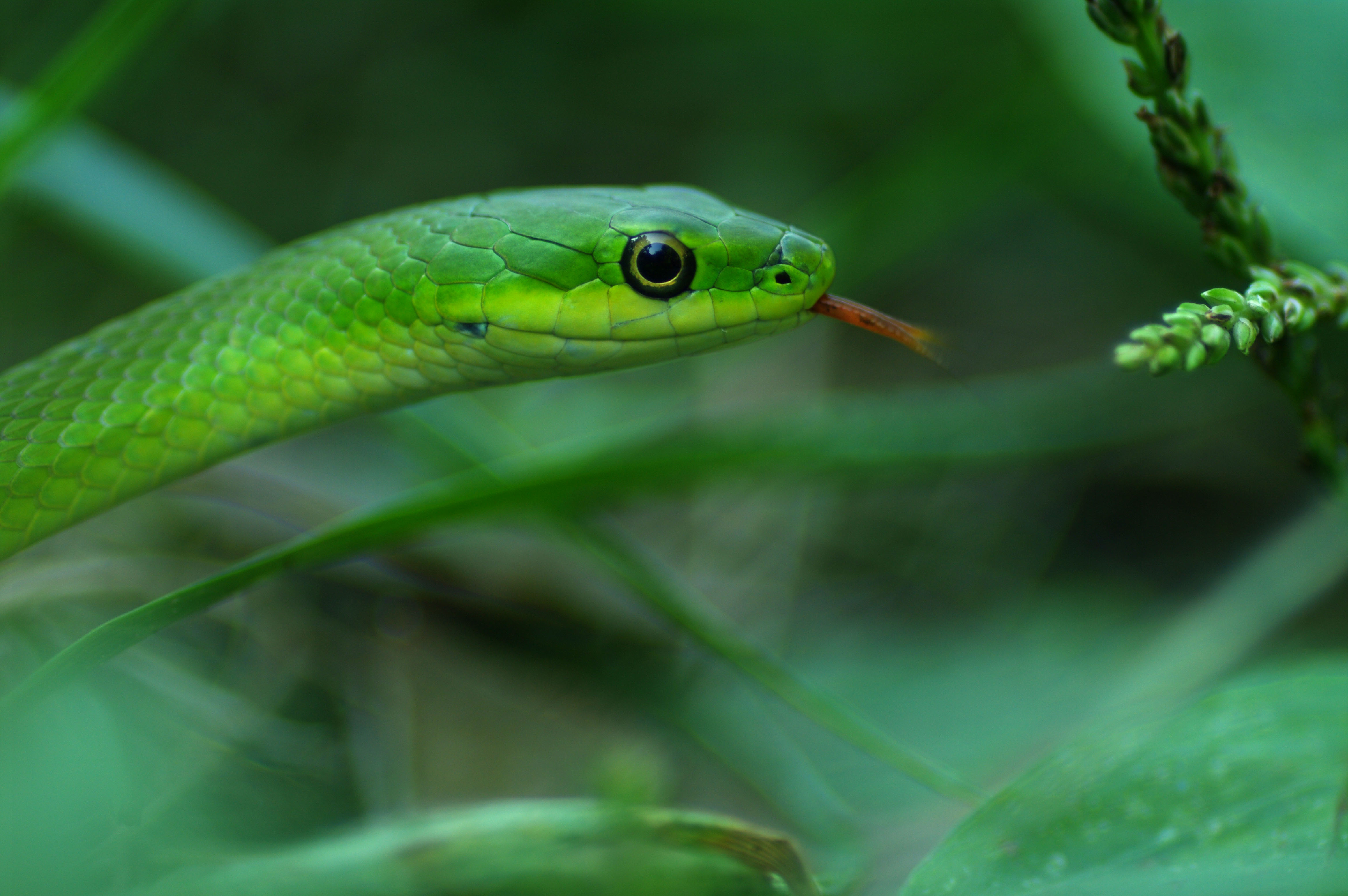 Smooth Green Snake