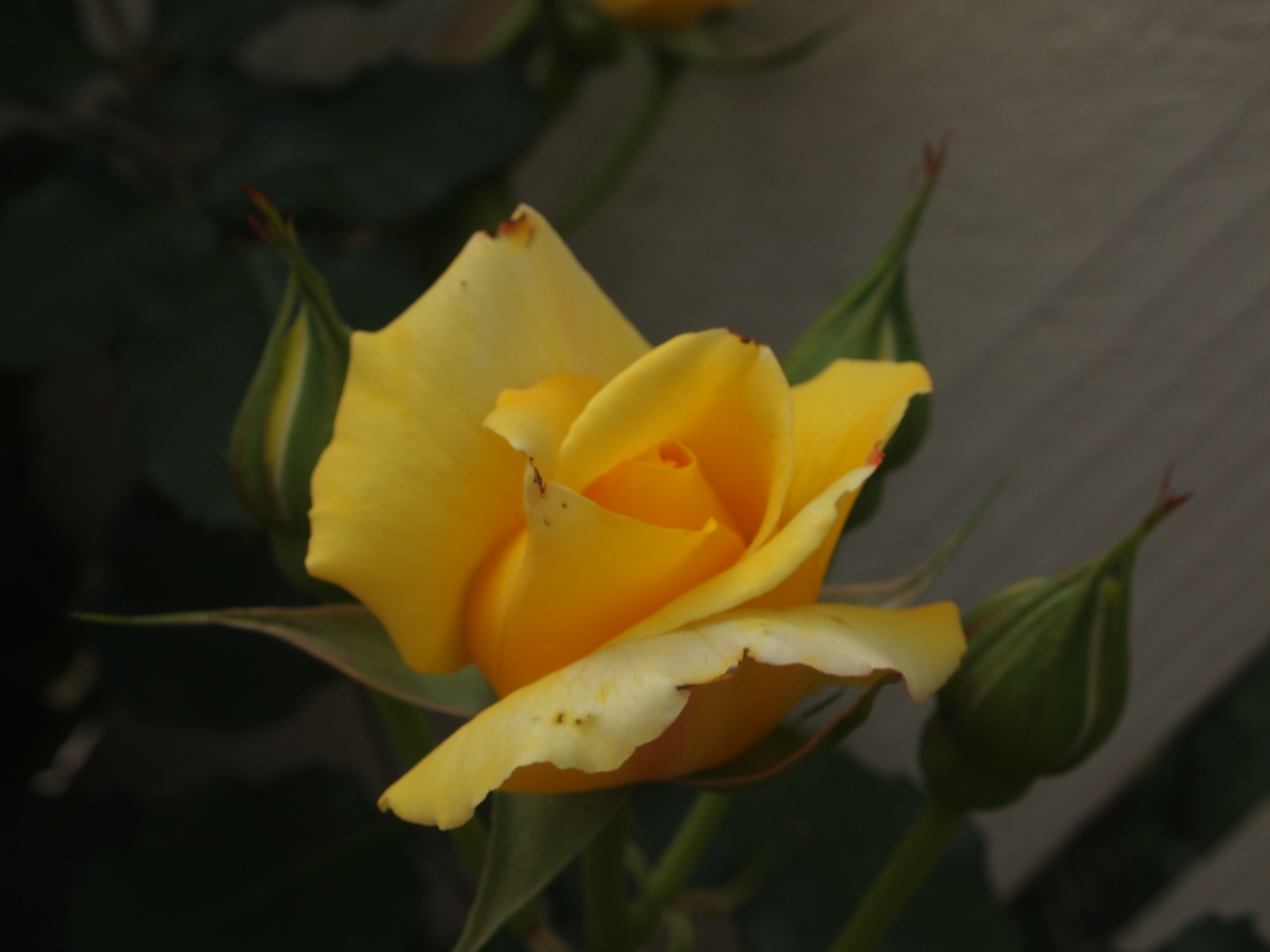 First rose .