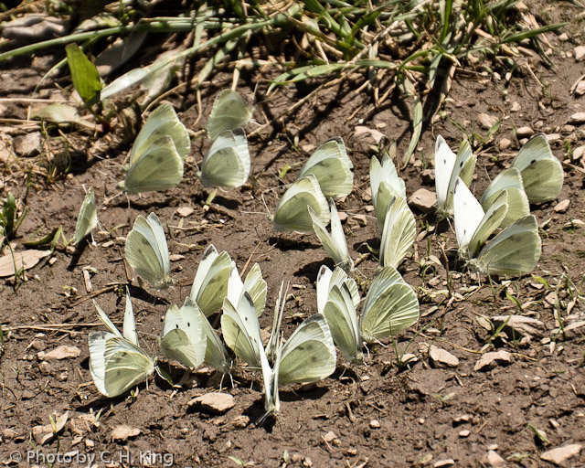 Cabbage Butterflies Mudding