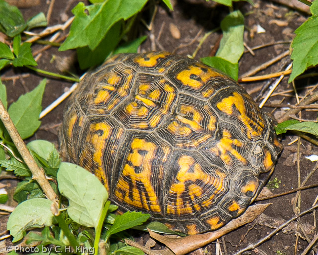 Eastern Box Turtle