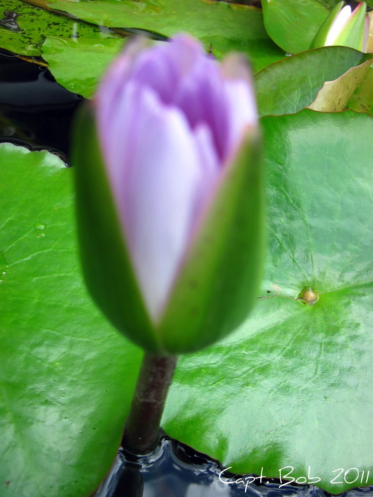 Bud.jpg