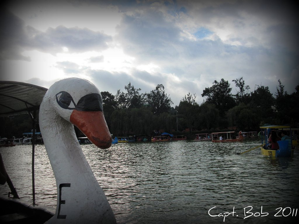 Swan Boat.jpg