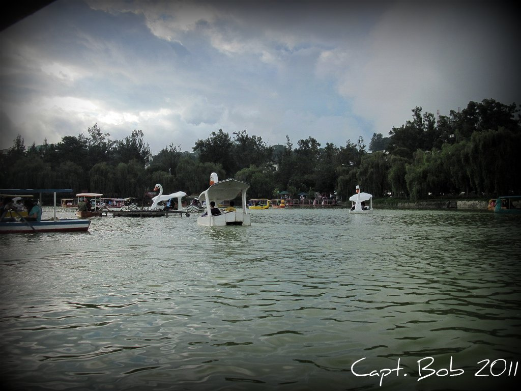Swan Boats.jpg