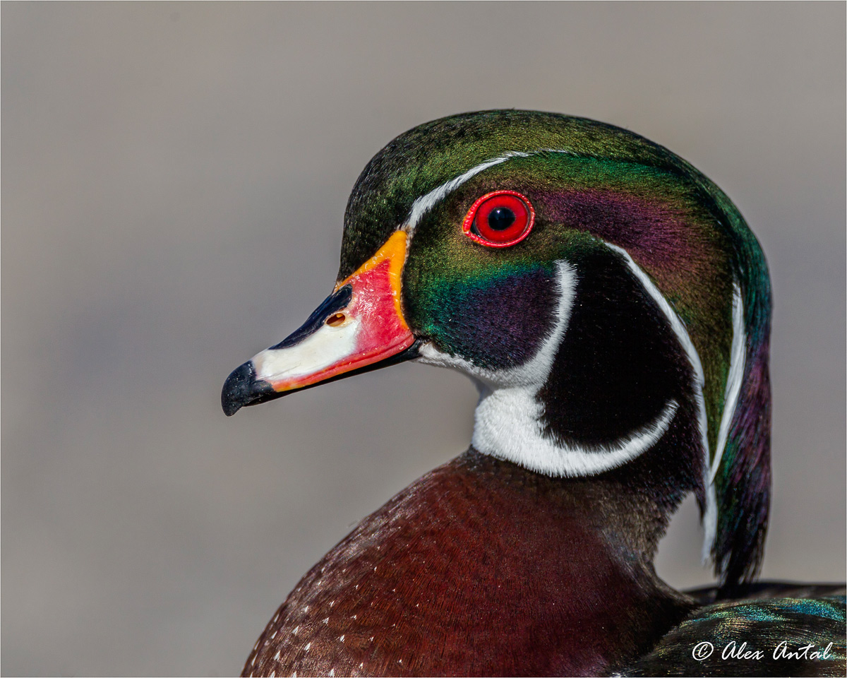 Wood Duck