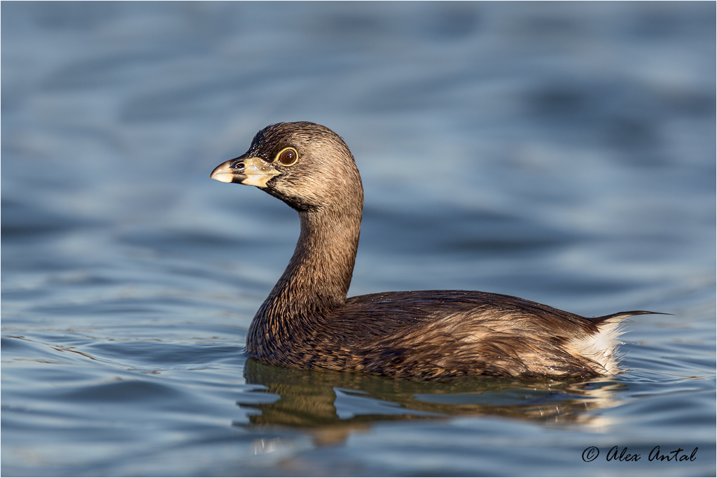 Pied-billed Grebe