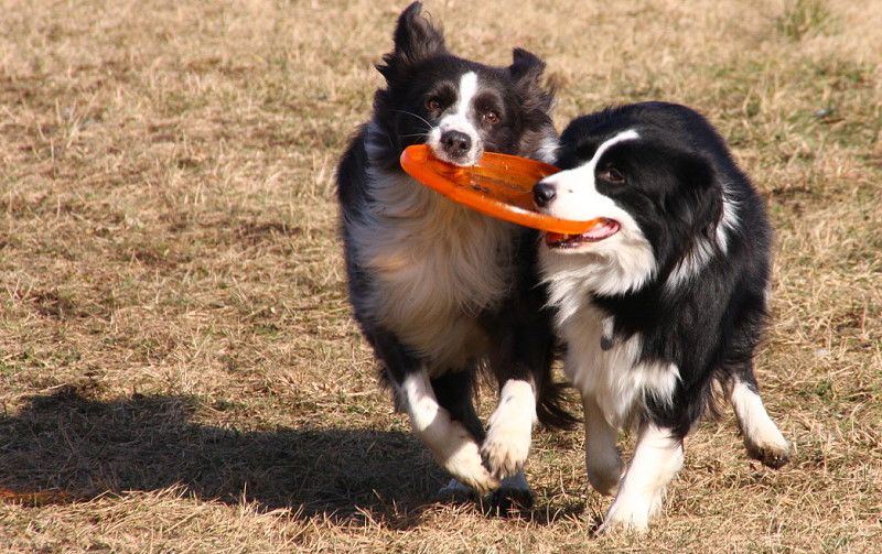 great day to play frisbee