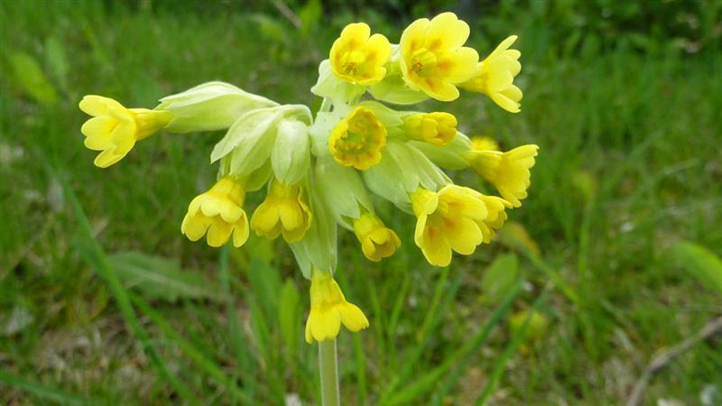 Cowslip