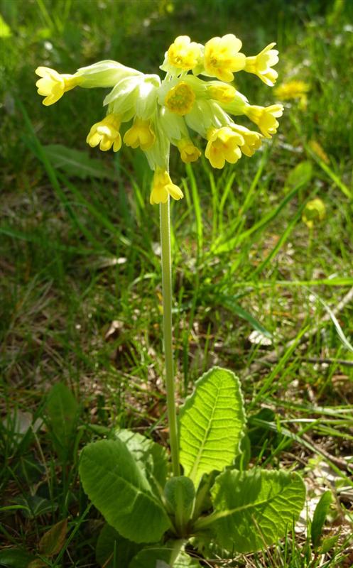 Cowslip