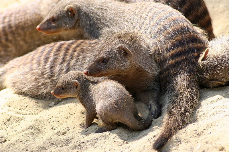 mongoose