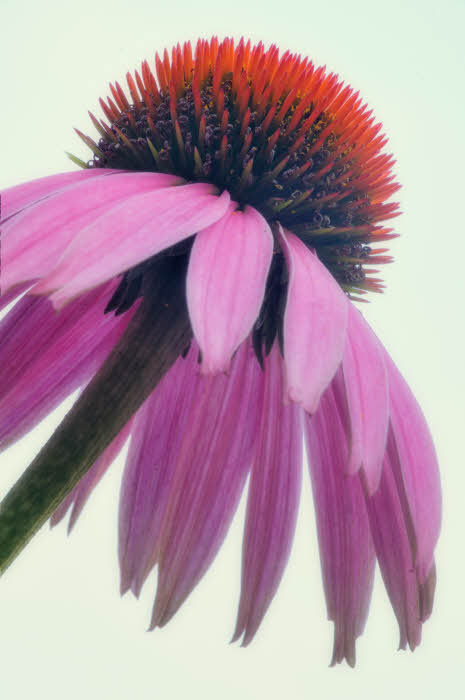 7/17/08 - Coneflower Portrait