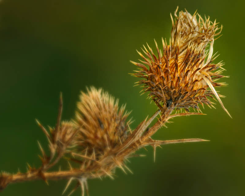 8/18/08 - Thistle (After)