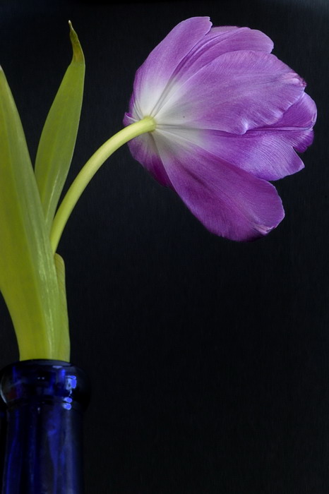 2/11/07 - Tulip & Blue Bottle