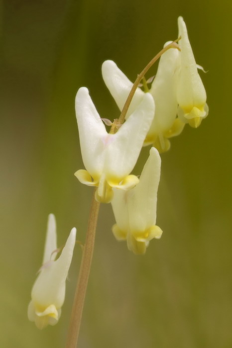4/16/07 - Dutchmans Breeches