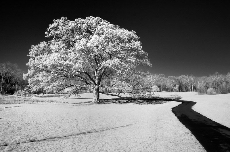 4/21/07 - Infrared Oak