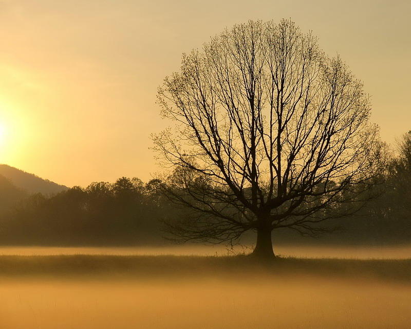 5/5/07 - Golden Mist