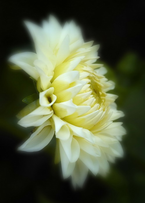 7/2/07 - White Dahlia