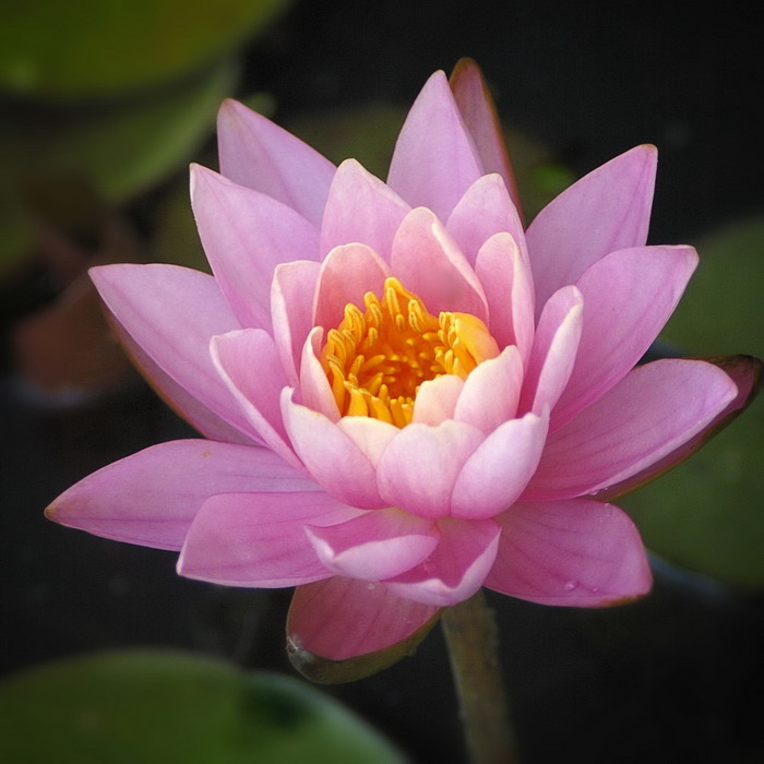 7/8/07 - Water Lily