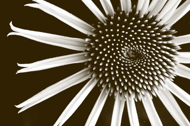 7/10/07 - Textured Circle & Rhythmic Lines