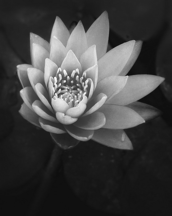 7/13/07 - Water Lily