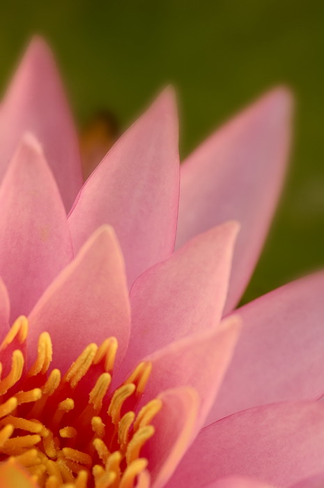 7/15/07 - Water Lily Closeup