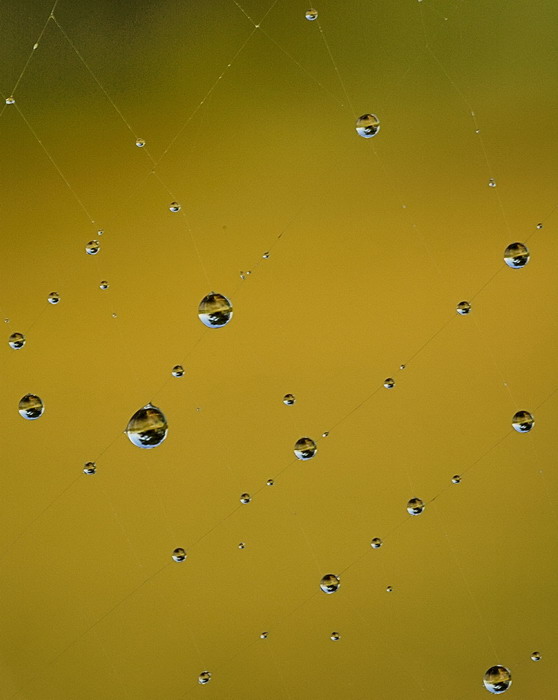 7/17/07 - Spider Web