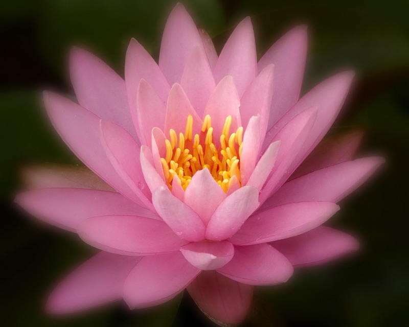 7/19/07 - Last of the Water Lilies