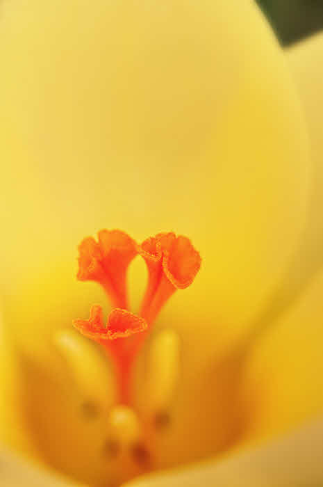 2/15/08 - Early Bloomer