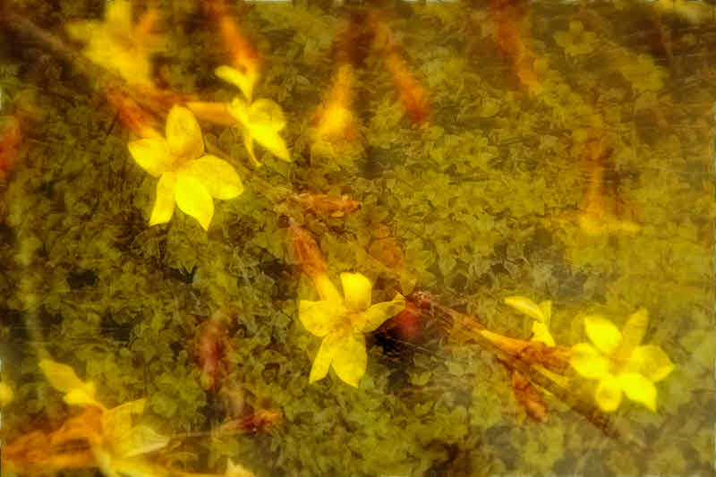 2/24/08 - Winter Jasmine 2008