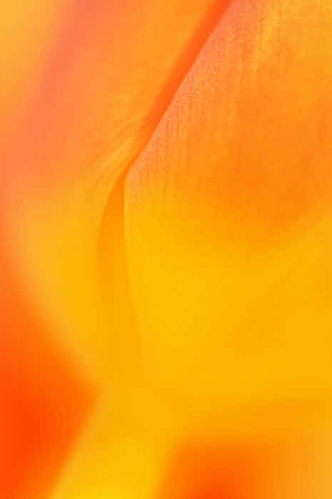 2/25/08 - Tulip Montage